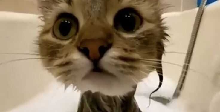 Kimin Nişanlısı | Komedi