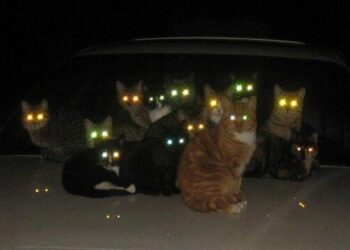 Paris’in Yabancısı | Macera