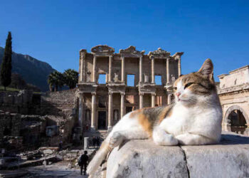 Beyaz Kelebekler | Arkası Yarın