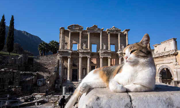 Beyaz Kelebekler | Arkası Yarın