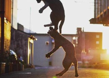 Bir Bebek Evi Nora | Arkası Yarın