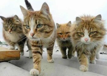 Bir Şehrin İki Kapısı  | Arkası Yarın