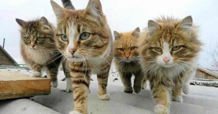 Bir Şehrin İki Kapısı  | Arkası Yarın