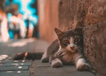 Derin Sular | Arkası Yarın