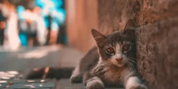 Derin Sular | Arkası Yarın