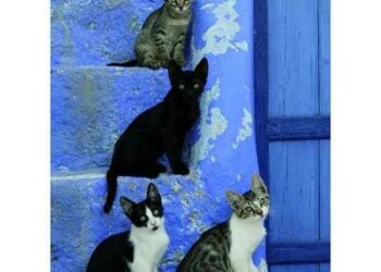 Doğanın Son Cenneti  | Arkası Yarın