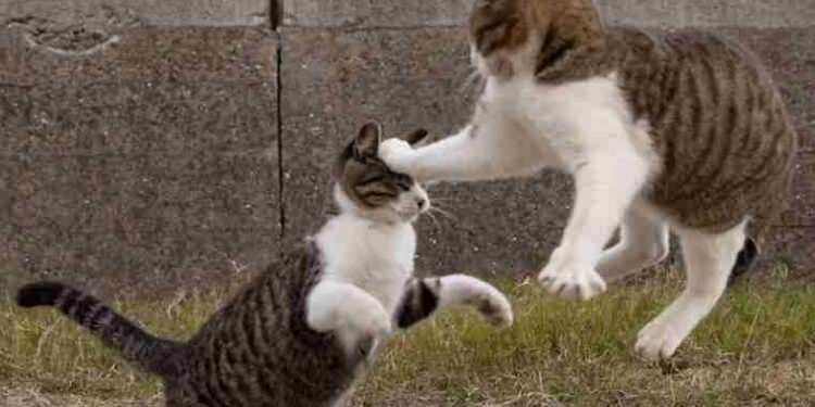 Geçmişin Gölgesi | Arkası Yarın