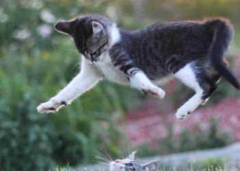 Gölde Cinayet | Polisiye