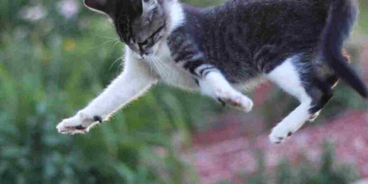 Gölde Cinayet | Polisiye