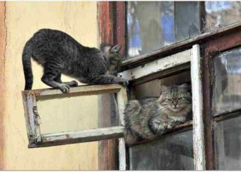 Karaşar Zeybeği  | Arkası Yarın