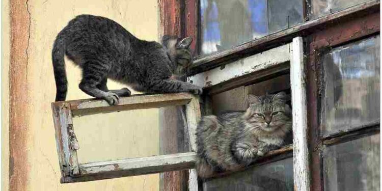 Karaşar Zeybeği  | Arkası Yarın