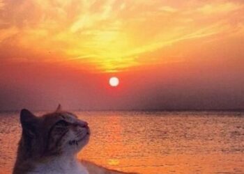 Kim Kimdir | Polisiye