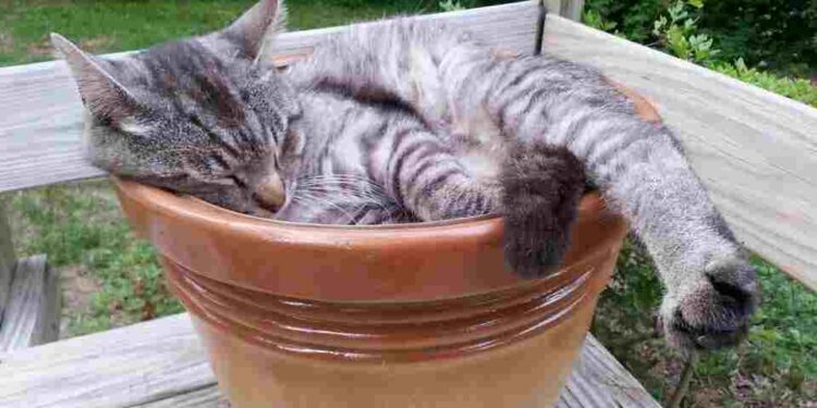 Korkunç Esrar  | Polisiye