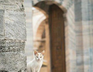 Mücevher Kutusu | Arkası Yarın