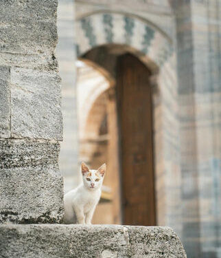 Mücevher Kutusu | Arkası Yarın