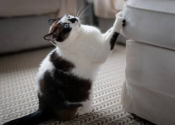 Oyun Kuralı | Arkası Yarın