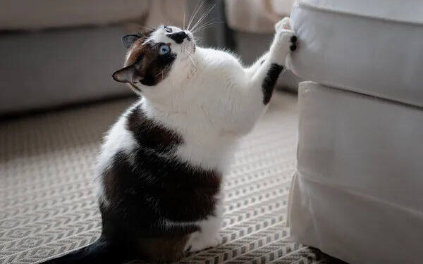 Oyun Kuralı | Arkası Yarın