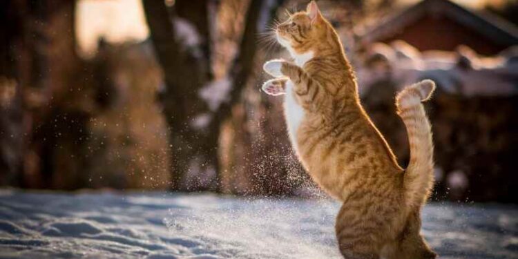 Peşimizde Biri Var | Polisiye