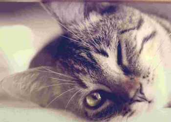 Tuzak İçinde Tuzak   |   Polisiye