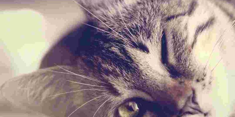 Tuzak İçinde Tuzak   |   Polisiye