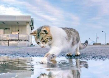 Yukarı Kattaki Çığlık | Polisiye