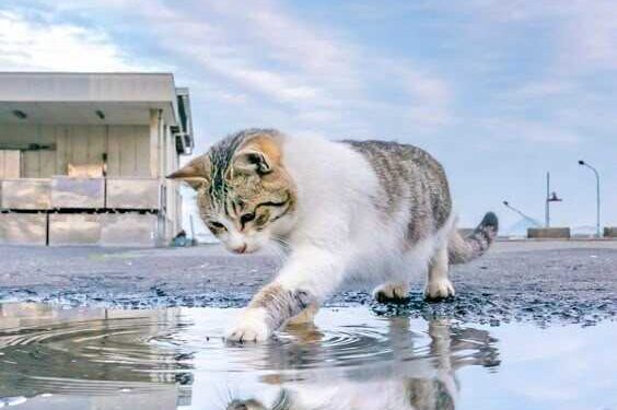 Yukarı Kattaki Çığlık | Polisiye