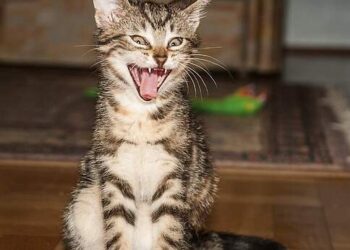 ilahi adalet   |  Polisiye