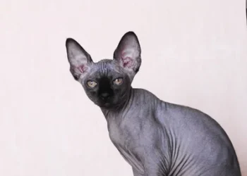 Geç Gelen Mutluluk  | Arkası Yarın