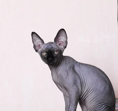 Geç Gelen Mutluluk  | Arkası Yarın