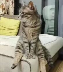 Hayaller Yıkılsa da | Macera