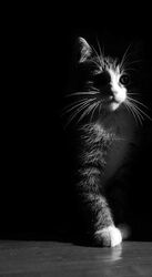 Kirpi Masalı | Komedi