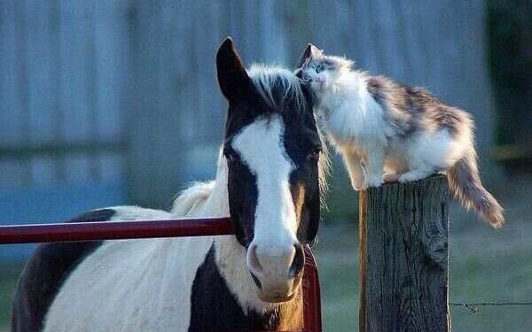 Küçük Serseri | Arkası Yarın