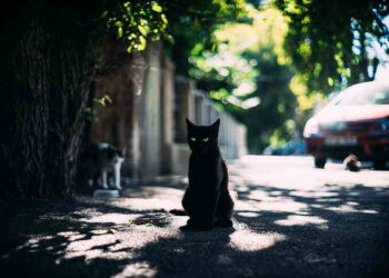 Yıllar Sonra  | Arkası Yarın