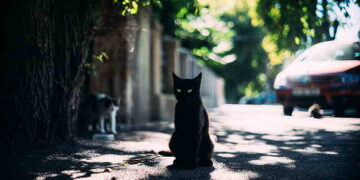 Yıllar Sonra  | Arkası Yarın