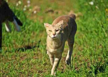 Auguste | Arkası Yarın