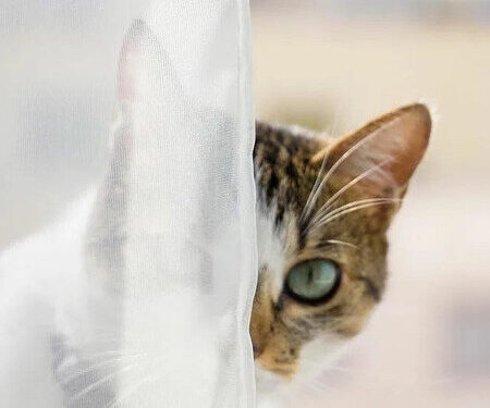 Çalı Dikeni | Arkası Yarın