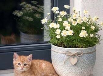 Çürümüşler | Arkası Yarın