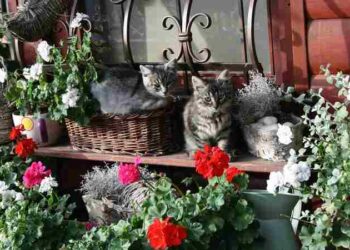 Değirmen | Sesli Kitap