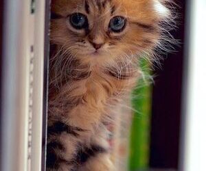 Dikmen Yıldızı  | Arkası Yarın