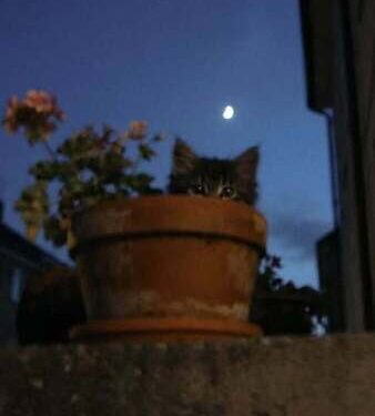 Doktor Darnel | Arkası Yarın