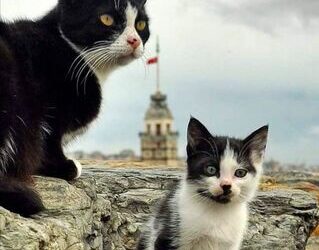 Gönül Gözüyle | Arkası Yarın