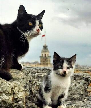 Gönül Gözüyle | Arkası Yarın