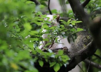 Güneşin Çocukları | Arkası Yarın