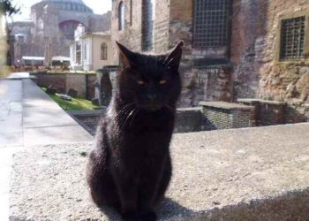 Kağnı Ses Esirler | Sesli Kitap