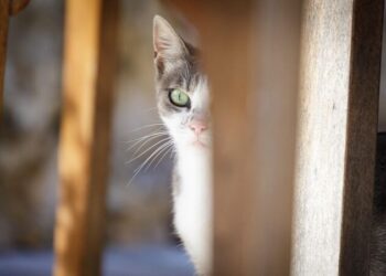 Kürk Mantolu Madonna  | Sesli Kitap