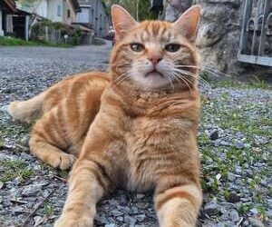 Sacide | Arkası Yarın