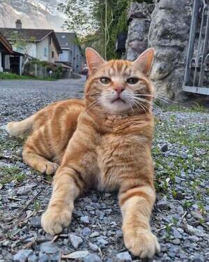 Sacide | Arkası Yarın