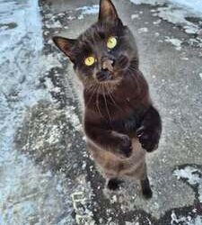 Sözde Kızlar | Arkası Yarın