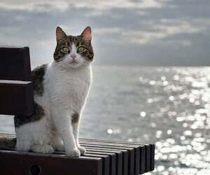 Sümbüller | Arkası Yarın