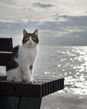 Sümbüller | Arkası Yarın